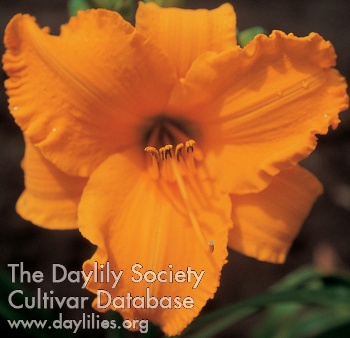 Daylily Intense Orange Gold